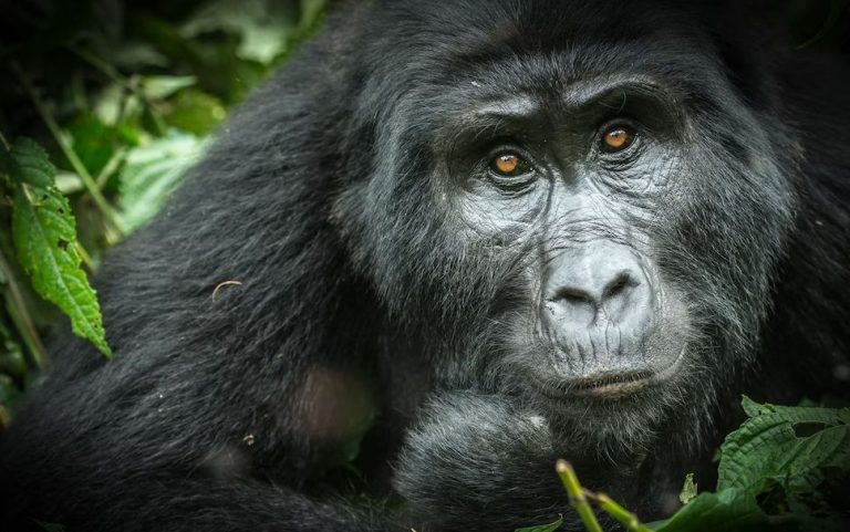 Uganda Gorilla Permit 2023 All You Need To Know