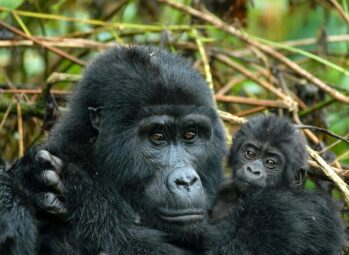 Gorilla Trekking Permits in Uganda: 10 Things to Know Before You Book