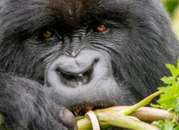 Nkima Forest Lodge, Mabamba Swamp, Entebbe