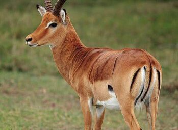 Luxury Uganda Safari: Where Elegance Meets the Wild-Your 2026 Guide