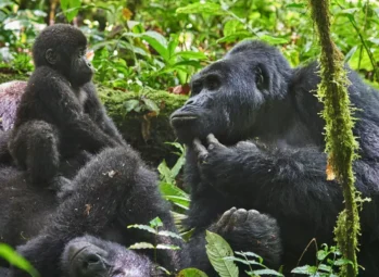 Bwindi Impenetrable Forest: a mountain gorilla family with a baby and silverback