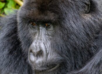 Bwindi Gorilla Sectors Compared
