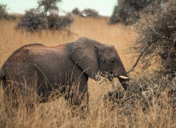 7 Key Chimpanzee trekking in Uganda costs (2026 Pricing Guide)