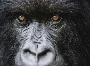 Close-up of a mountain gorilla's face, the reward for gorilla trekking permits in Uganda