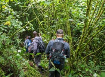 Difficulty in gorilla trekking