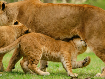 Uganda Safari Tours