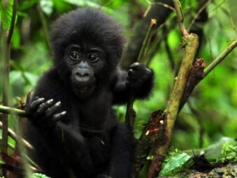 Gorilla Safaris Since 2014