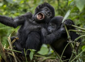 Discover Uganda: A Strategic Call to Boost Domestic Tourism in Uganda 2026 and Beyond
