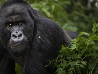 Best Time to Visit Bwindi for Gorilla Trekking