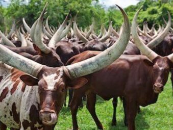 Homestay Near Lake Mburo