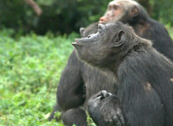 Customised Gorilla Trekking Safaris in Uganda: How to Experience Mountain Gorillas in 2026 Like Never Before