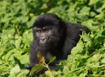 Best Time to Visit Serengeti National Park In Tanzania in 2026/2027!