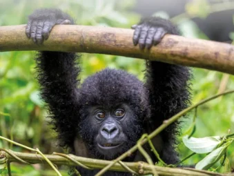 Gorilla Safaris Since 2014