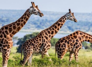 Lake Victoria Serena Golf Resort & Spa