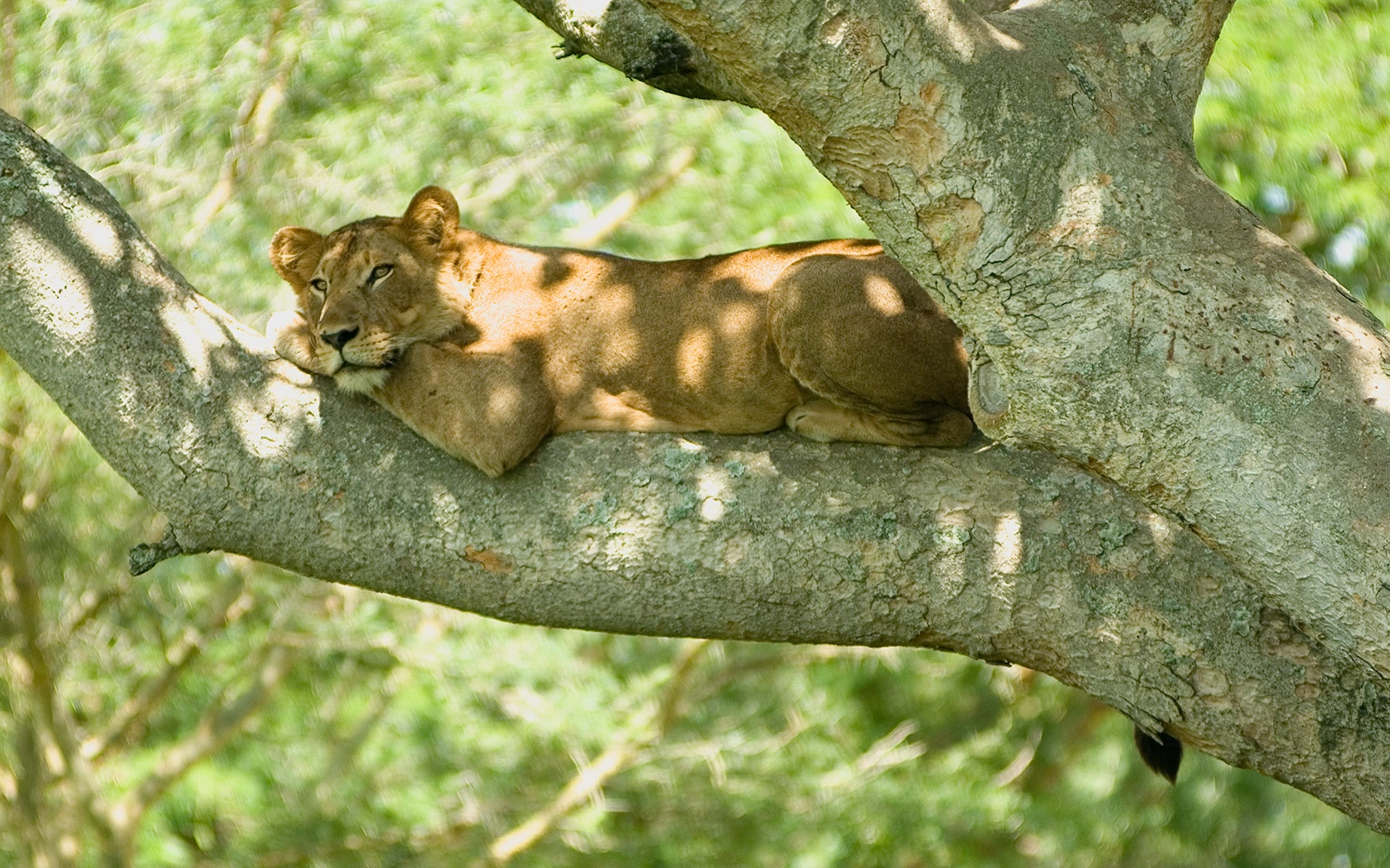 10 Days Uganda Wildlife Safari