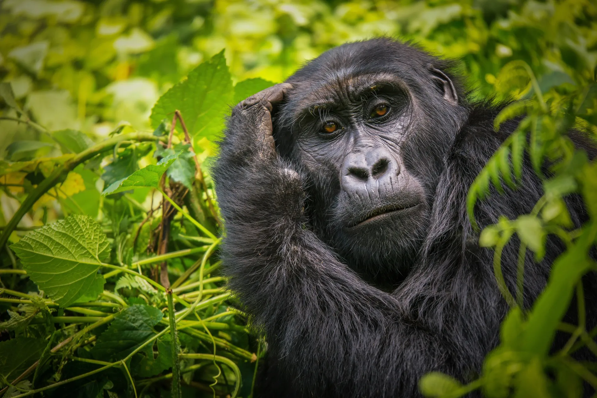 3 Days Gorilla Trek Uganda Tour Via Kigali Rwanda