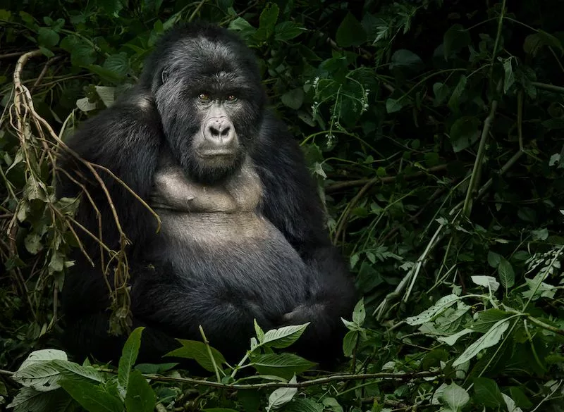 Is gorilla trekking safe