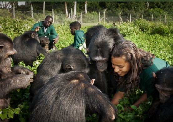 best places to see chimpanzees in Uganda