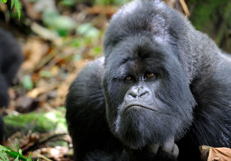 Silverback gorilla strength