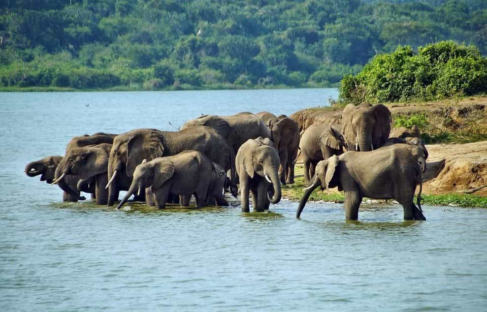 Queen Elizabeth National Park