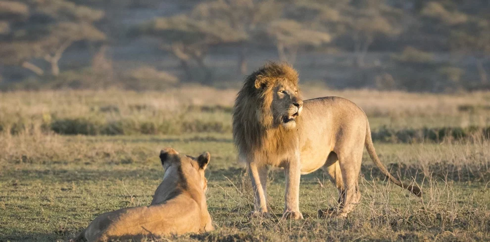 3-Day Tanzania Safari To Tarangire & Ngorongoro Crater