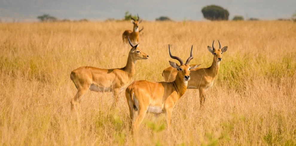 Short Uganda Safaris