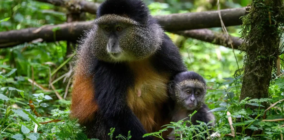 6 Days Rwanda Safari