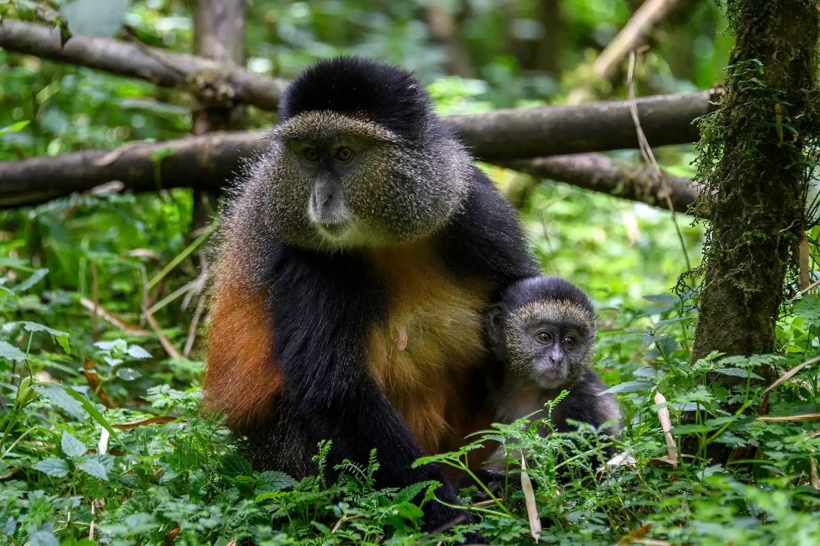 6 Days Rwanda Safari