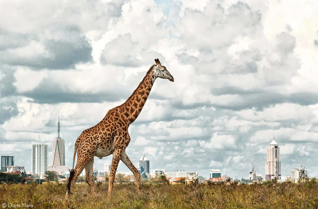 Nairobi-National-Park