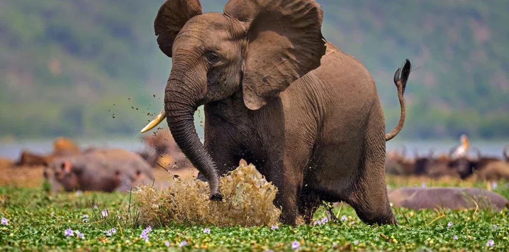 5 Days Gorilla And Wildlife Tour