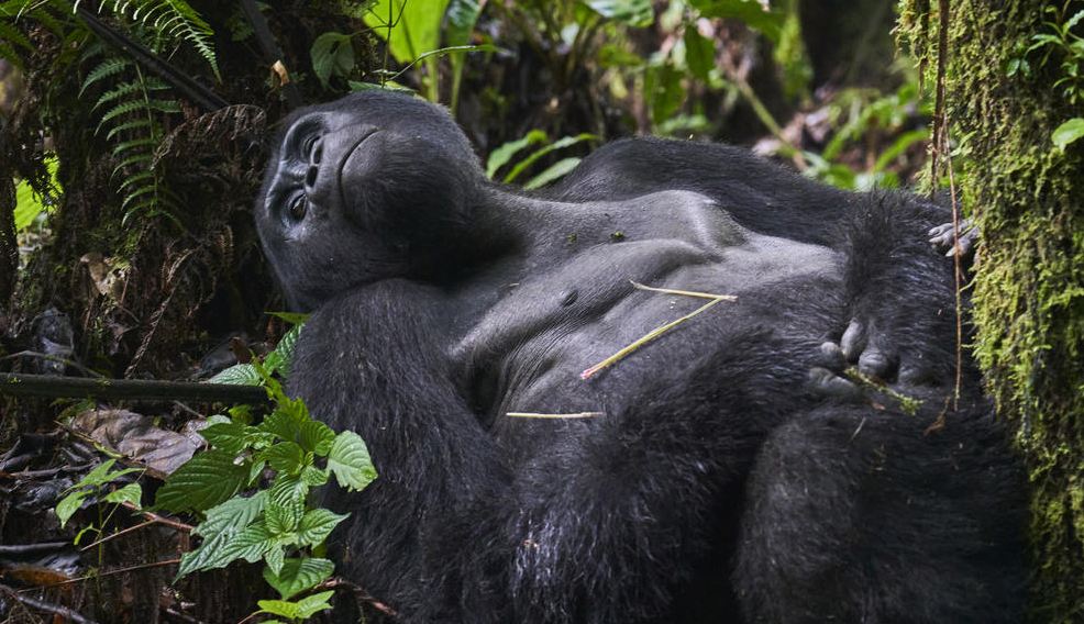 Gorilla Families In Uganda