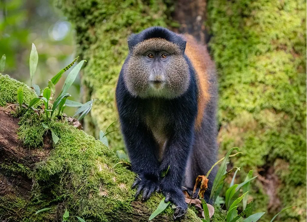 Golden monkeys