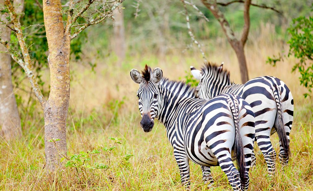 Uganda Safaris
