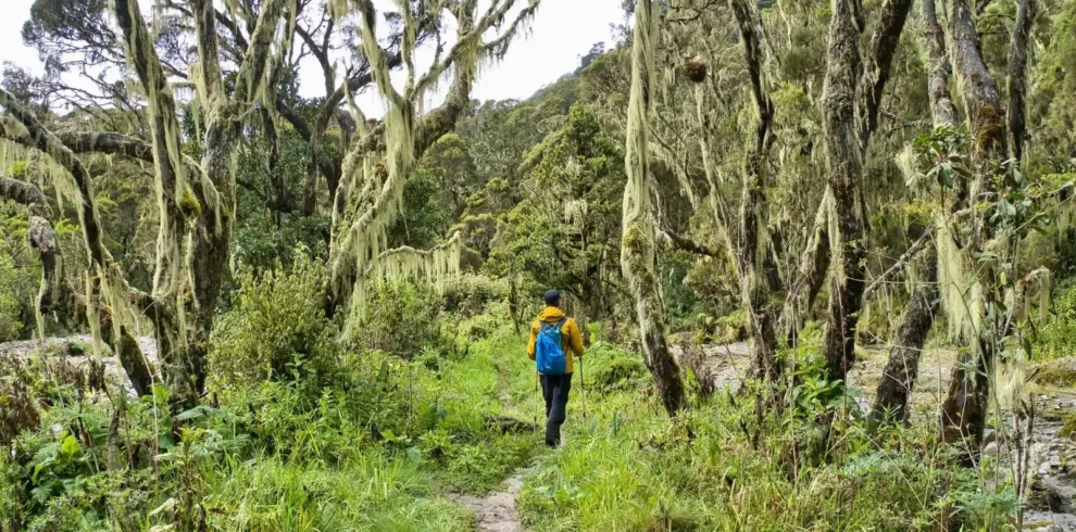 Rwenzori Mountains National Park 1