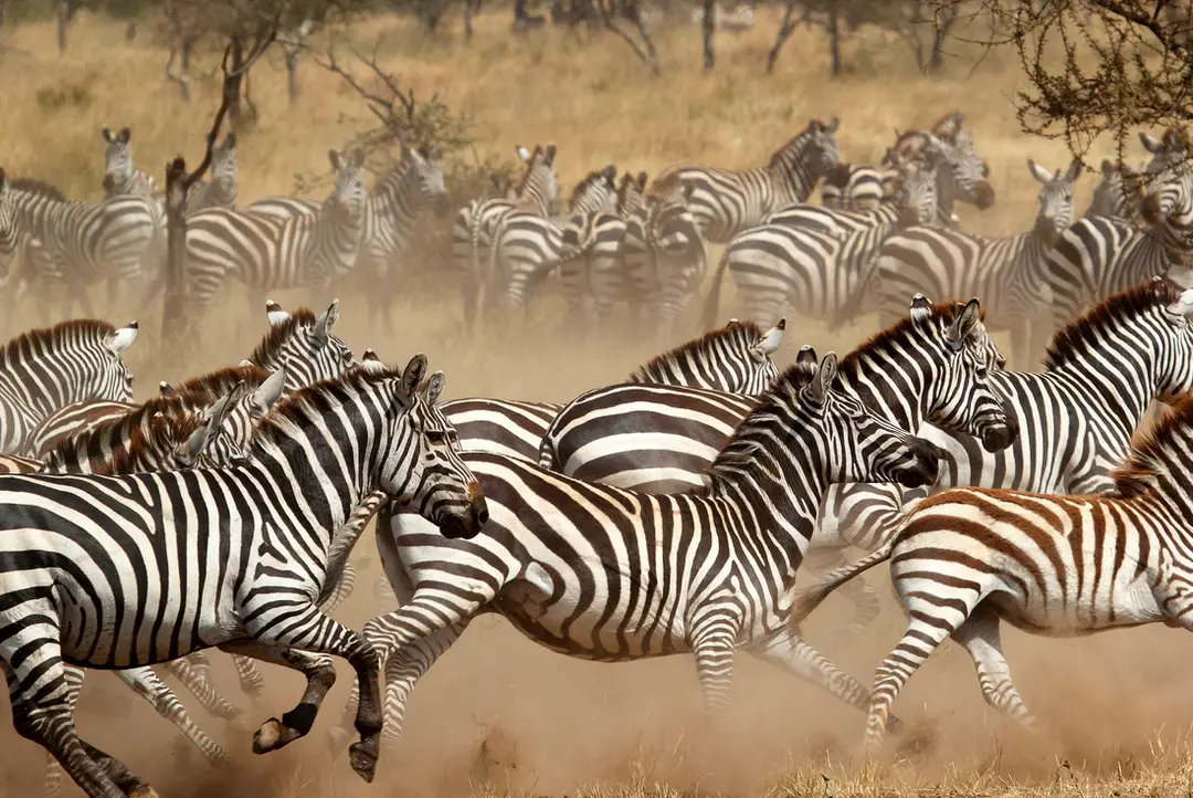 Do I need a visa to visit Tanzania