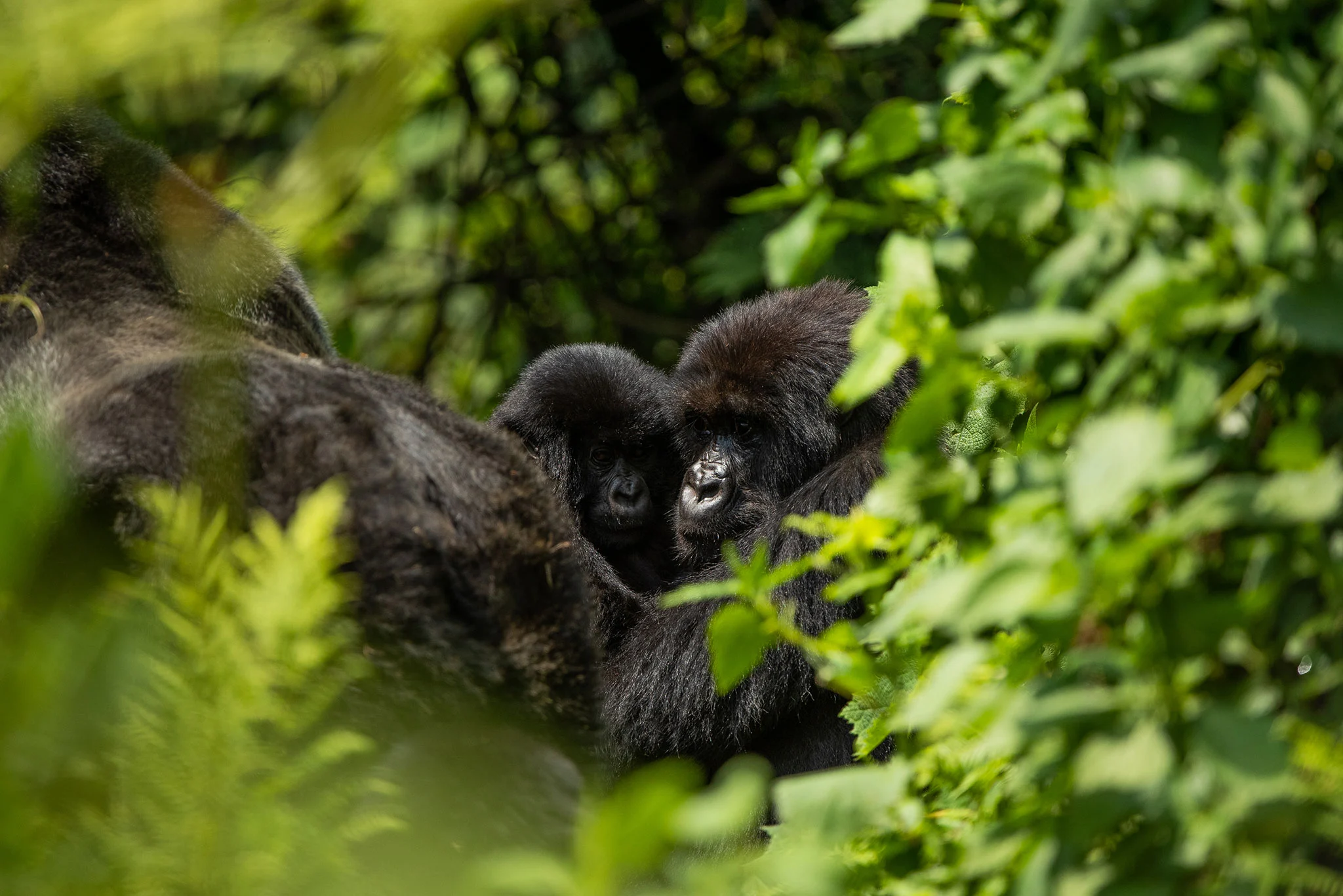 What you need to know about Eco-Tourism in Uganda
