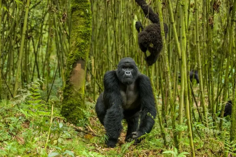 Where To See Gorillas in Africa