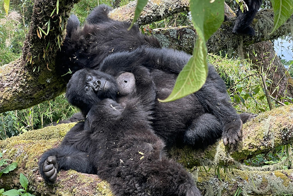 best gorilla trekking tours 5