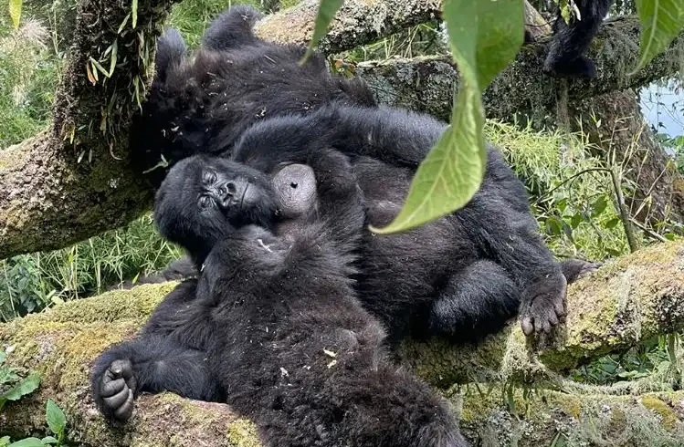 best gorilla trekking tours