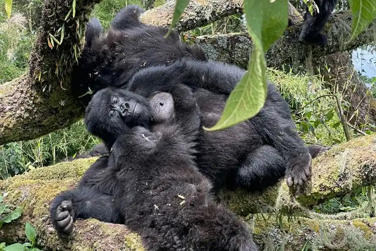 best gorilla trekking tours