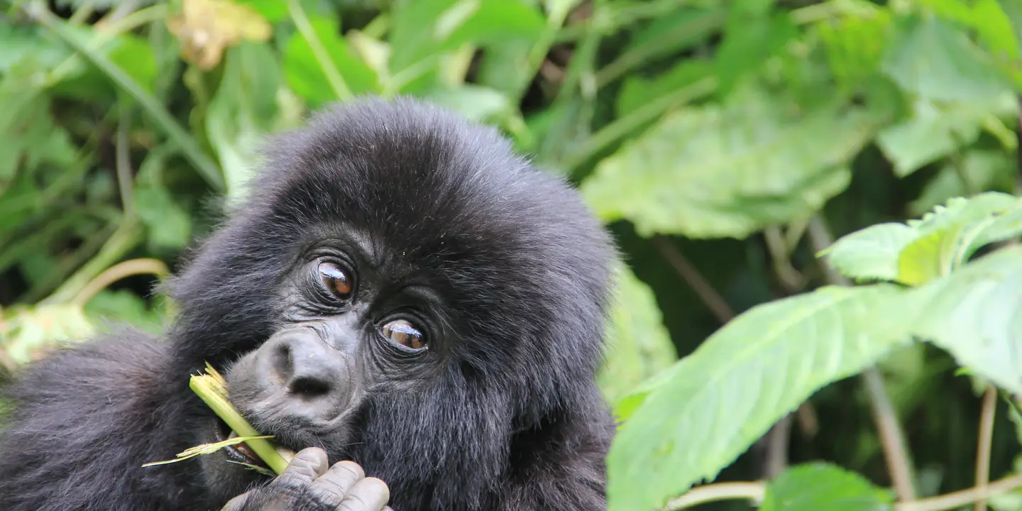 Uganda Gorilla Safaris