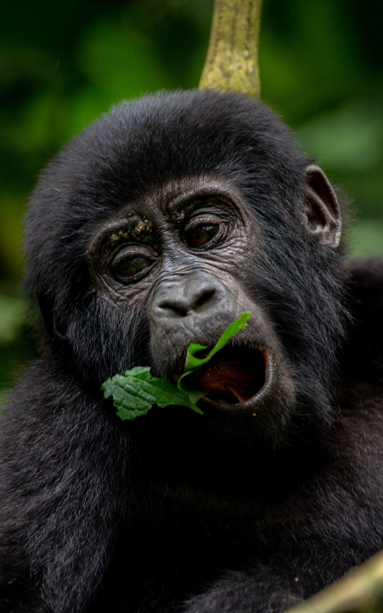 Uganda Gorilla in Bwindi forest