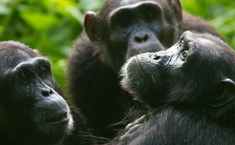 Kibale Forest National Park: 10 Amazing Things to Do in Uganda’s Primate Capital Chimpanzee trekking in Kibale Forest National Park, Uganda