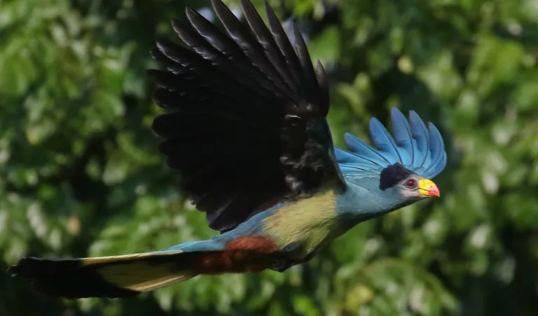 Kibale Forest National Park: 10 Amazing Things to Do in Uganda’s Primate Capital Birding in Kibale Forest National Park