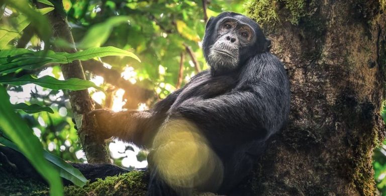 15 Best Kibale National Park Lodges: Luxury, Mid-Range and Budget Kibale chimp trekking tour with lodge stay
