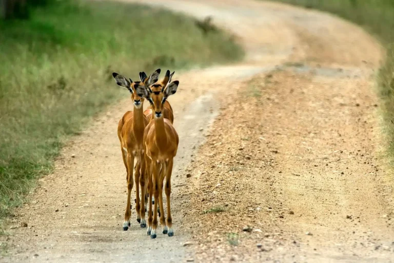 Uganda Group Tours: 16 Unforgettable Shared Safaris and Departures Two impala standing on a dirt track in Lake Mburo National Park, Uganda