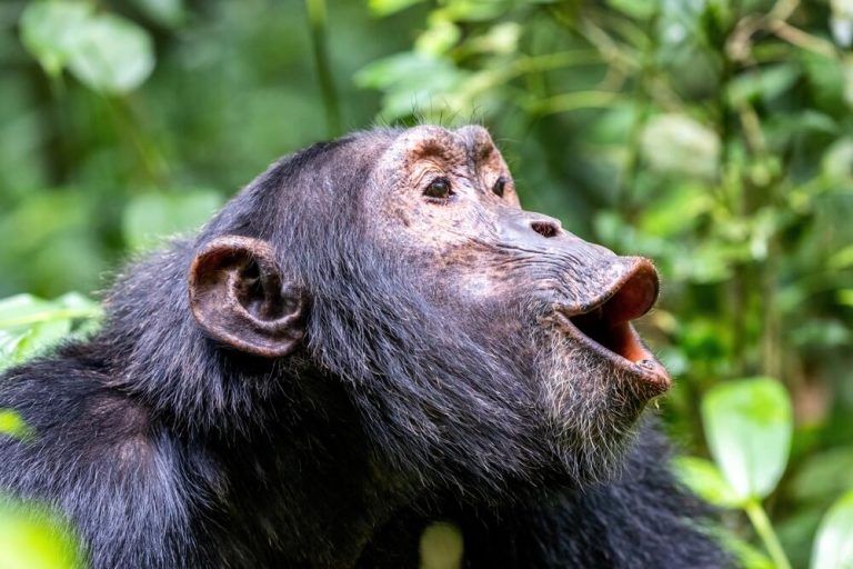 Uganda Group Tours: 16 Unforgettable Shared Safaris and Departures Chimpanzee calling in Kibale Forest, Uganda