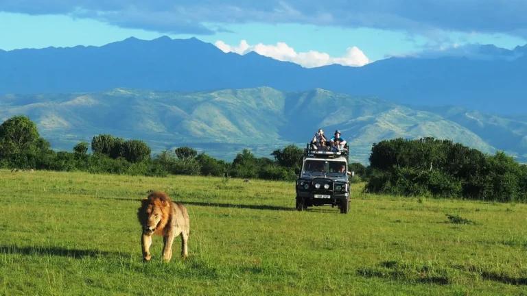 Uganda Group Tours: 16 Unforgettable Shared Safaris and Departures Safari vehicle on a game drive with a lion on the plains, on one of our Uganda group tours