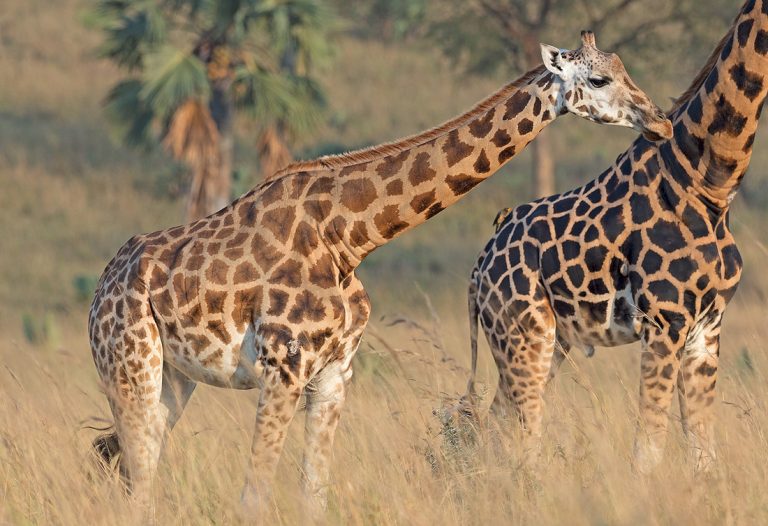 Uganda Group Tours: 16 Unforgettable Shared Safaris and Departures Two Rothschild giraffes on the savannah of Murchison Falls National Park