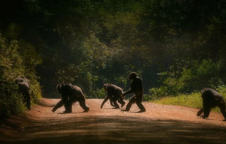 Kibale Forest National Park: 10 Amazing Things to Do in Uganda’s Primate Capital Chimpanzees in Kibale Forest National Park
